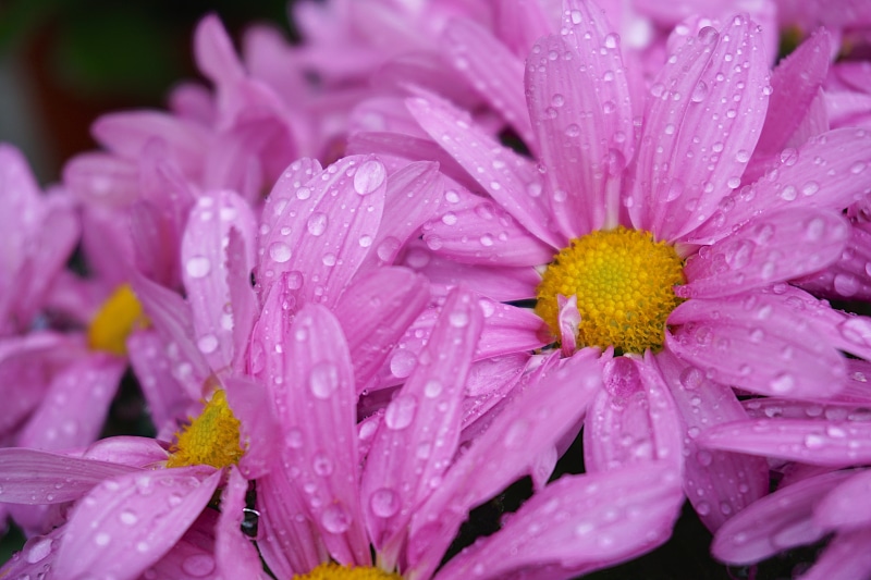 photography, summer, freshness, yellow, flower  flower, petaled, daisy, close-up, macro, closeup photography, 5K, plant, closeup, nature, pink, In the garden