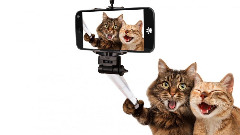 animal themes, fun, animal, aggression, pets, mouth open, domestic, feline, one animal, cat, camera, domestic cat, portrait, black, animals, Photoshop