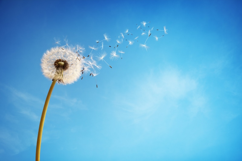 white, outdoors, day, blowing, no People, fluffy, dandelion, summer, nature, stem, the sky, growth, single Flower, seed, flowering plant, beauty In Nature