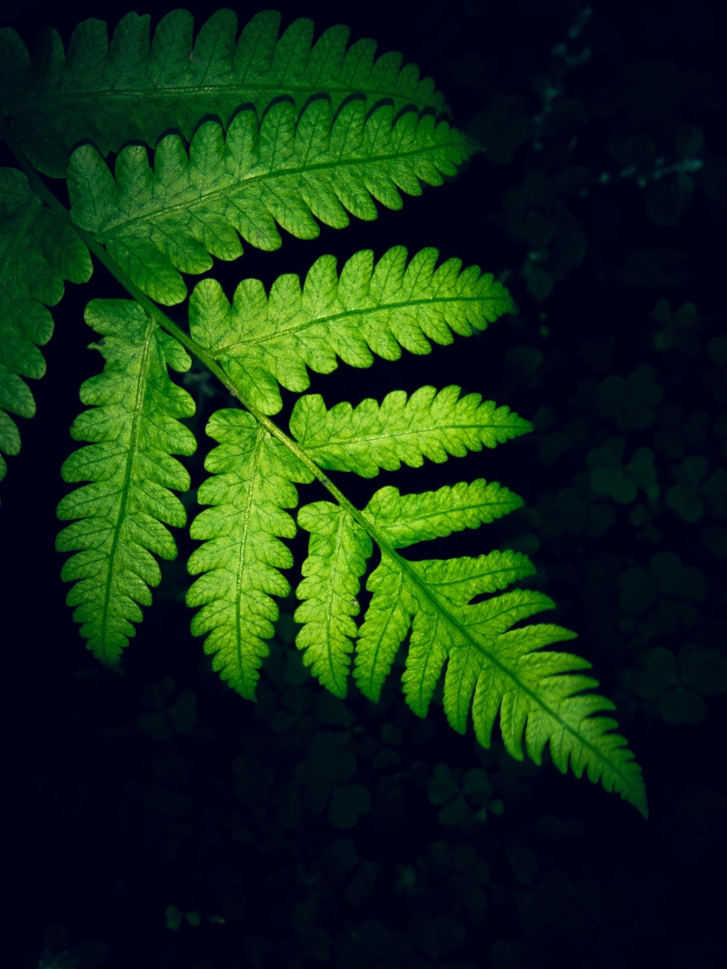 beauty in nature, fern, growth, samsung, outdoors, plant, day, selective focus, green, plant part, high angle view, vulnerability, fragility