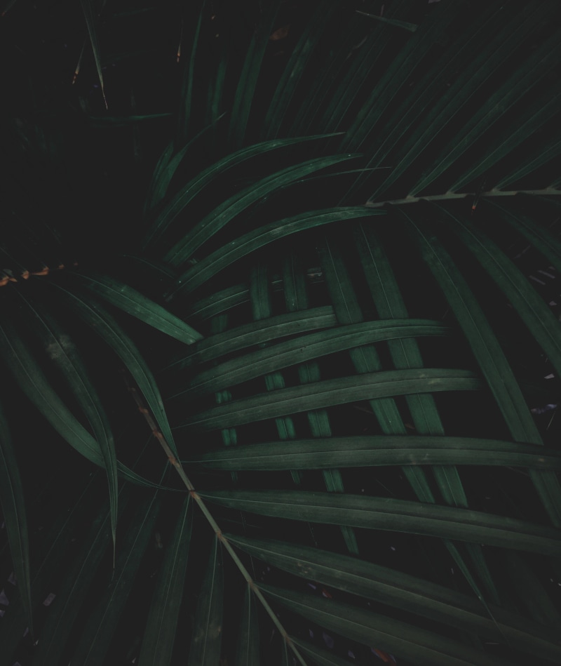 backgrounds, illuminated, green color, growth, black Color, full frame, dark, night, plant, abstract, leaf, outdoors, glowing, leaves, nature, palm leaf