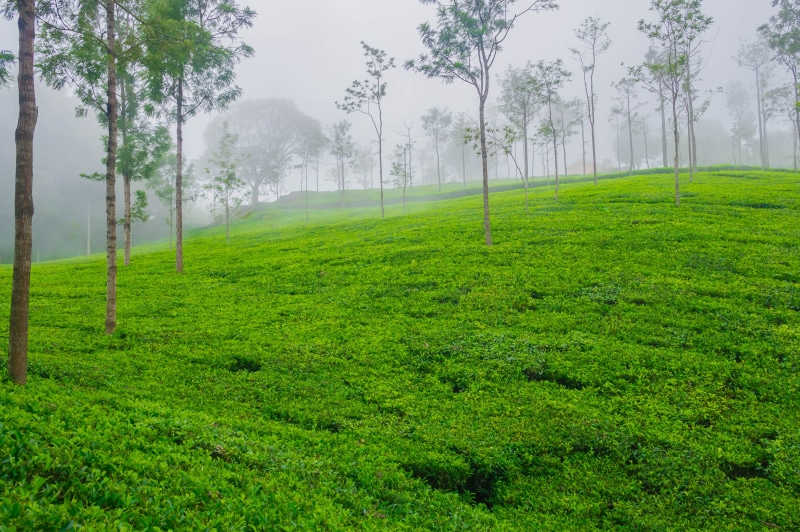 Coonoor, Panorama, Nilgiri Biosphere Reserve, Travel, Cloud, LRCC, Tea Plant, green Color, Western Ghats, Tea Plantation, grass, forest, Kumaravel, Samsung NX100