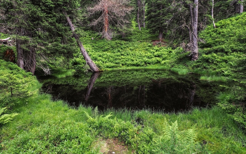 day, non-urban scene, plant, laptop backgrounds nature images 1920x1200, 1080P, no people, lush foliage, outdoors, forest, nature, landscape, foliage