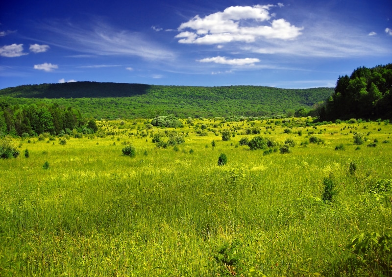 Walpack, green fields, Kittatinny Mountain, meadow, green, Skylight, sunlight, Wallpack, outdoors, Sussex County, grass, forest, fields, Appalachian Mountains