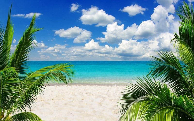 land, nature, tranquil scene, plant, sea, coconut palm tree, beauty in nature, sand, marram grass, tranquility, trees, palm tree, sky, outdoors, 1080P