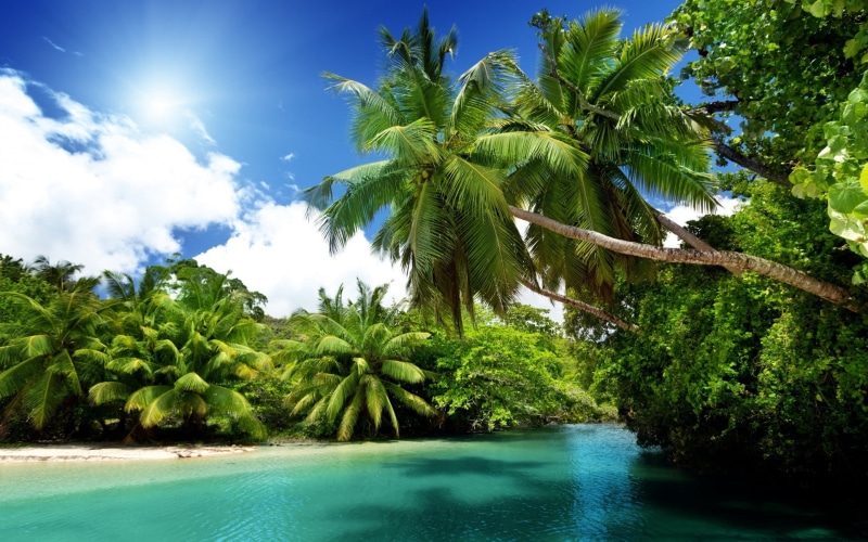 no people, sky, turquoise colored, 1080P, beauty in nature, idyllic, sand, beach, tranquility, palm trees, plant, green color, tropical climate, palm tree