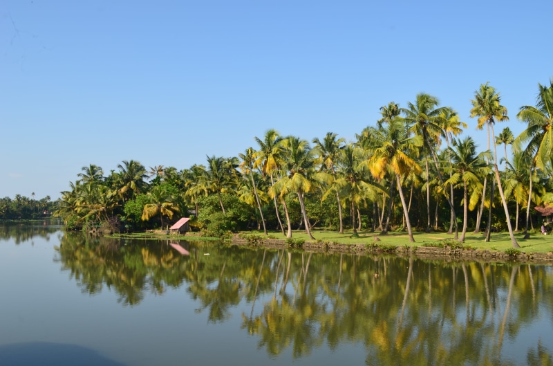 coconut palm tree, allepey, clear sky, Trees, india, copy space, tree, palm tree, tranquility, reflection, sky, coconut trees, waterfront, Coconut, 4K