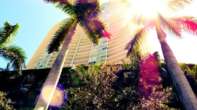 2K, trunk, sunbeam, sunlight, palm leaf, low angle view, tropical climate, day, no people, plant, architecture, outdoors, sky, tree trunk, Florida, Miami