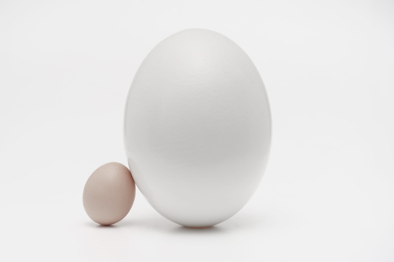 copy space, contact, breakfast, honey, vulnerability, oval, 4K, wellbeing, easter egg, food and drink, meal, egg, mayonnaise, animal egg, the small and the big