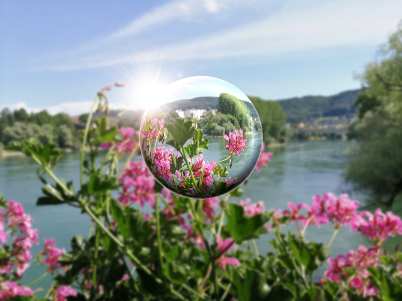 no people, scenics - nature, landscape, freshness, pink, bloom, edited, reflection, outdoors, summer time, sky, bright, summer, summer flowers, sunbeam