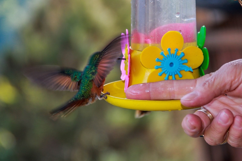 Affinity, day, hand, one animal, bird, vertebrate, feeding, outdoors, animals in the wild, holding, animal wildlife, focus on foreground, people, Beijaflor