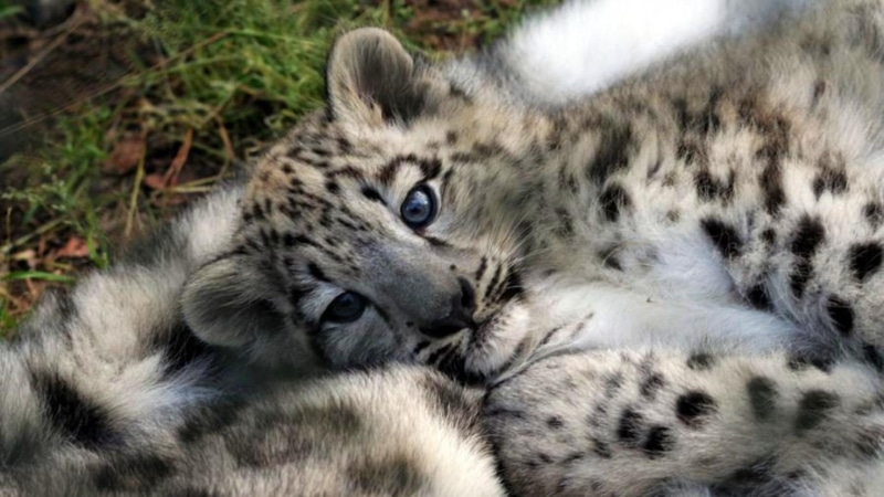 animals, baby snow leopard, cubs, nature, 1080P, jagu, leopard, tiger, safe, small cats, big cats, lion, wildlife, warm