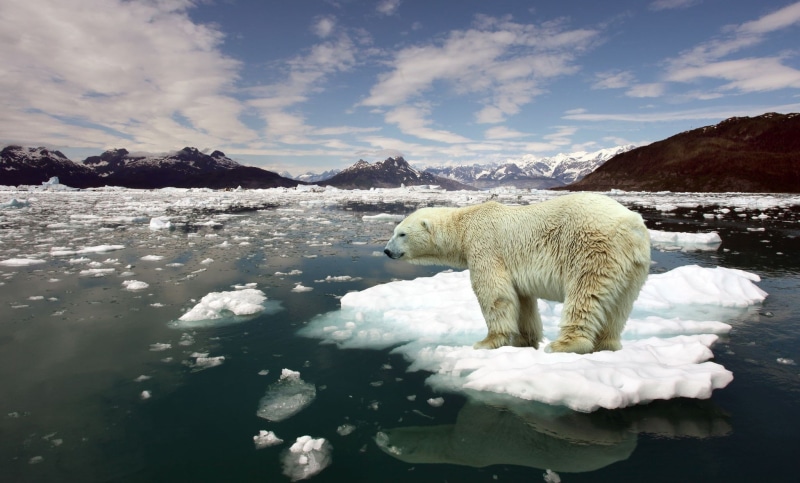 animal themes, vertebrate, winter, ice, 1080P, sky, one animal, animal wildlife, lake, nature, beauty in nature, mammal, white color, animals, outdoors