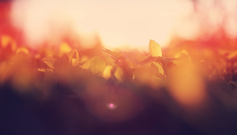 blurred, plants, 2K, warm colors