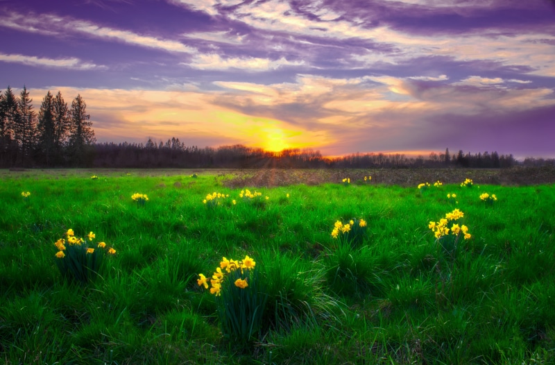 4K, surrounds, flowers, grass, beauty In Nature, Sunset, rural Scene, green Color, plant, Daffodil, yellow, landscape, cloud - Sky, sky, summer, Oregon