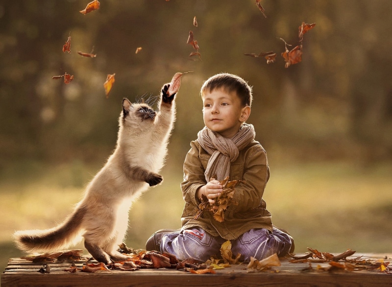 animal, full length, toddler, fun, jacket, domestic Cat, children, cheerful, baby, toy, smiling, playful, family, playing, childhood, outdoors, yellow