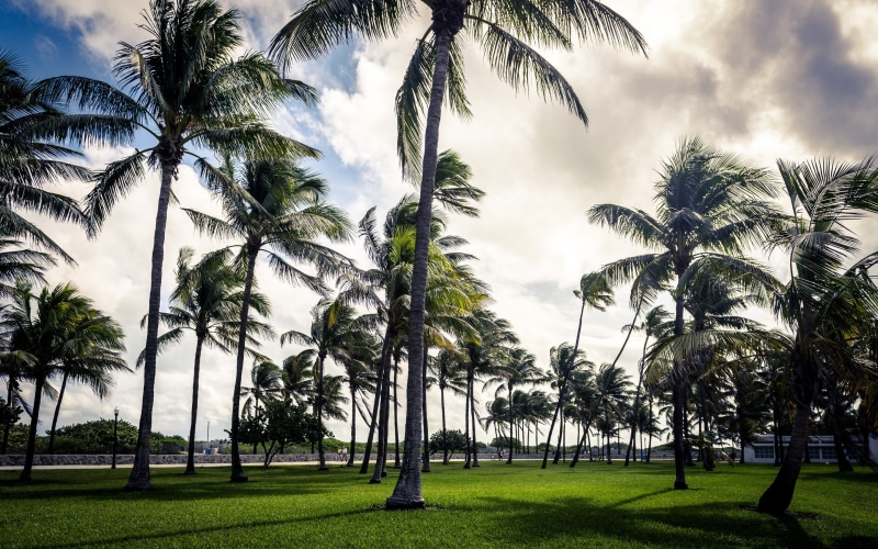 beach, Florida, 2K, art, Cloud, grass, sky, USA, park, palm, deco, Miami