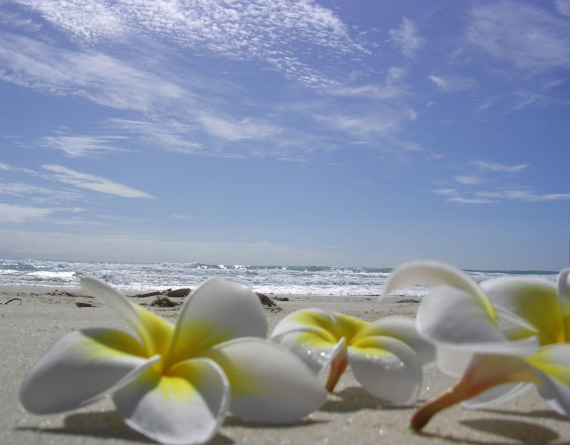 2K, laying, beach, island, sand, hawaiian, tropical, fran, plumeria, hawaii, flowers, paradise, lying, ocean