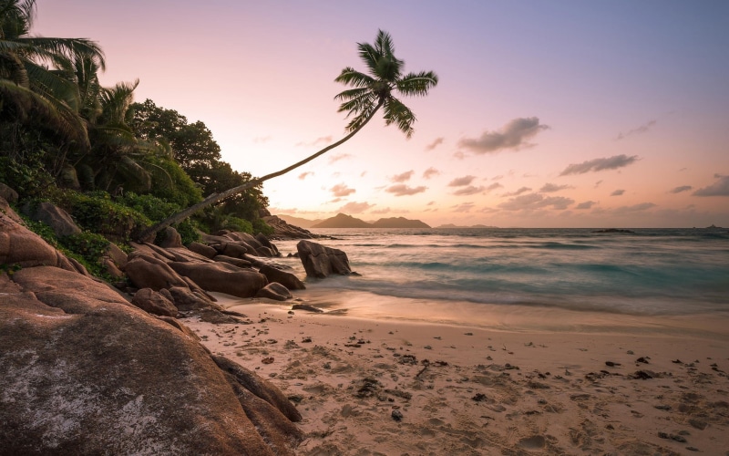 Sunset, 1080P, Shore, Beach, Ocean, Trees, Palm