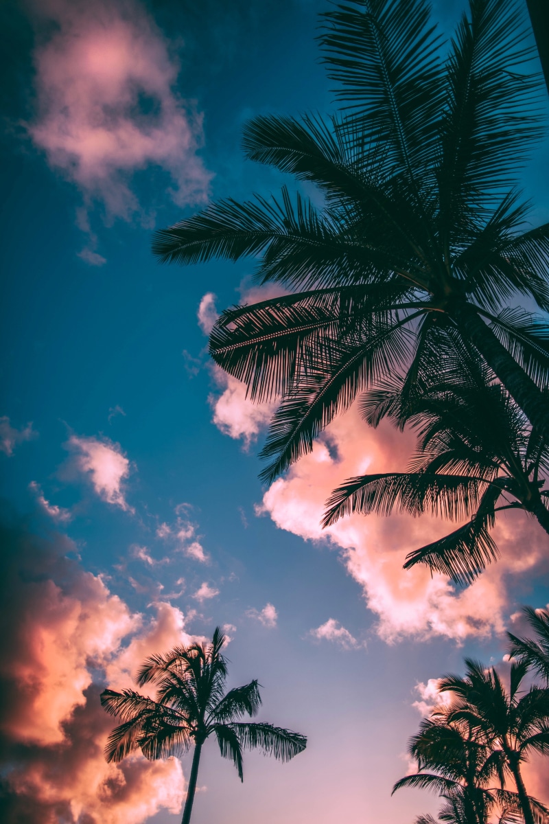 tropical, angle, scenics - nature, nature, coconut palm tree, palm leaf, low, tranquility, palm tree, outdoors, growth, low angle view, tropical tree, tropical climate