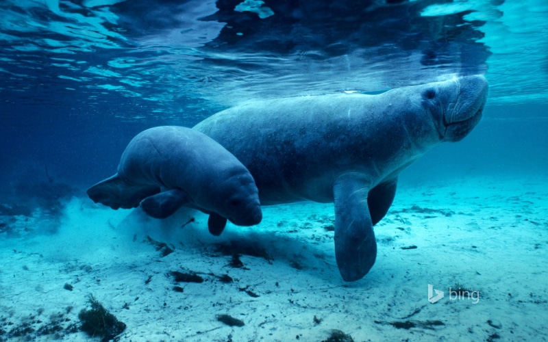 manatees, 1080P, gray, seal, crystal, USA, water, FL, river, Crystal River