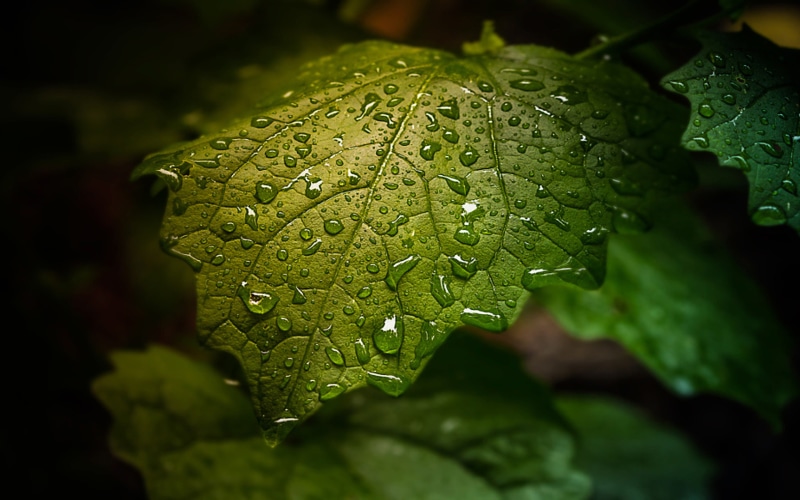 leaf, full, 2K, green, droplets, water, hd