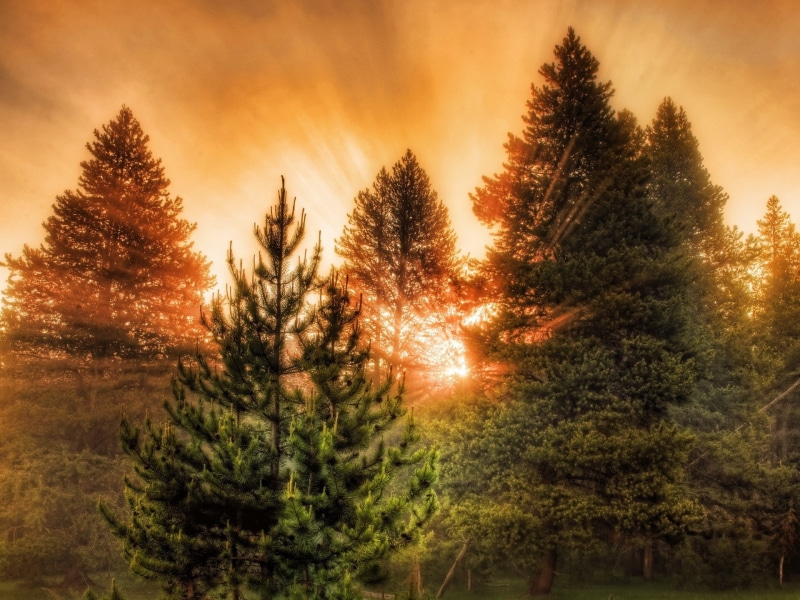 Trees, Rays, Beautiful, Sunrise, Sun, Mist, 1080P, Morning