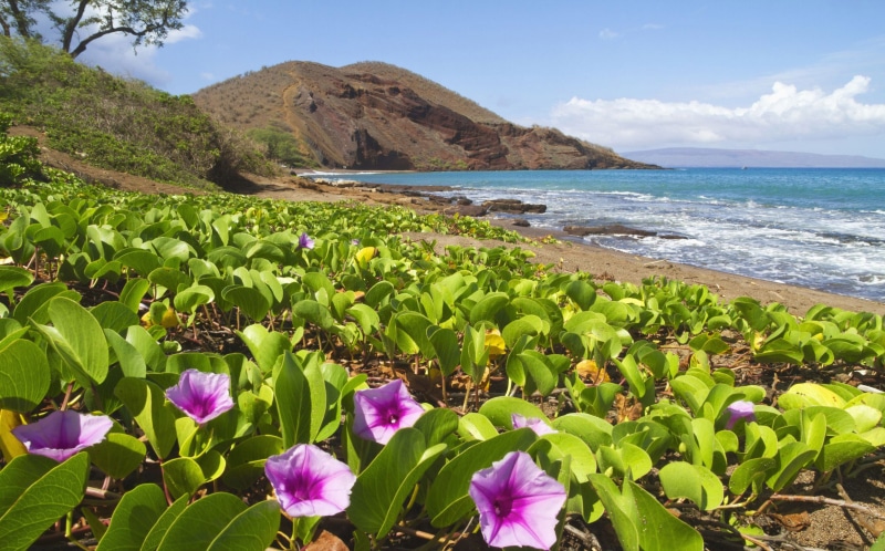 tablet, phones, coast, 4K, mobile, pc, sky, hawaii, beach, waves, flowers, ocean, hills, hd, rocky, desktop, sandy, blue