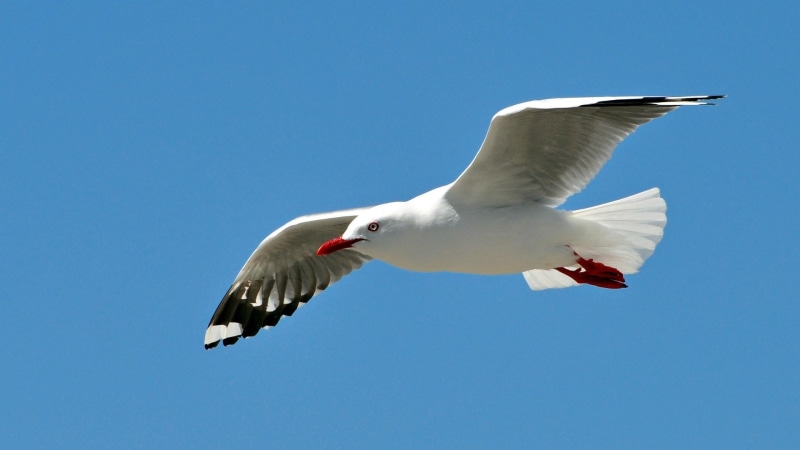 spread wings, motion, bird, sea, clear sky, vertebrate, animal wing, ultra, one animal, wings, waving, 4K, hd, no people, animal, flight, animal body part