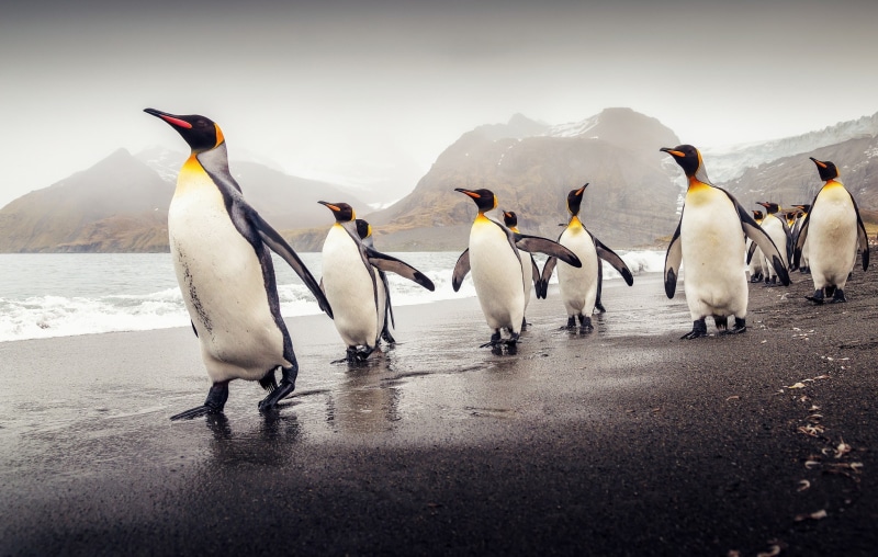 south, 1080P, South Georgia, king, beach, King Penguins, georgia, flock, penguins