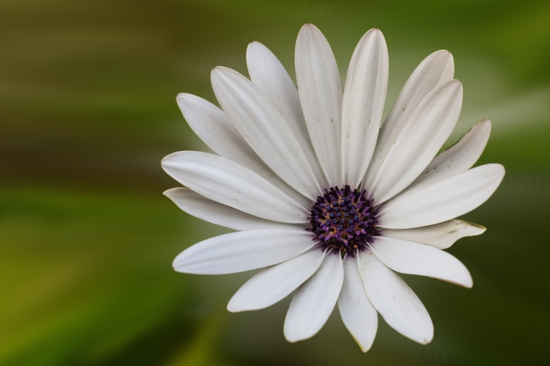 day, springtime, 4K, white color, osteospermum, beauty in nature, mage rides, petal, flower, fragility, white, inflorescence, purple, bloom, flower head