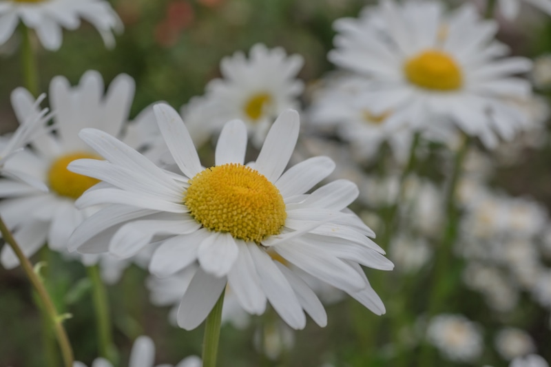 blooming, springtime, nature, 4K, summer, background, vulnerability, outdoors, pollen, chamomile Plant, growth, flower head, plant, inflorescence, Daisy