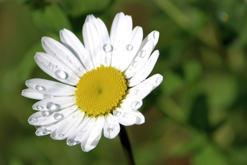 white, focus on foreground, daisy, summer, purity, flower head, blossom, drop of water, fragility, magerite, close-up, day, pollen, beautiful flower, 4K