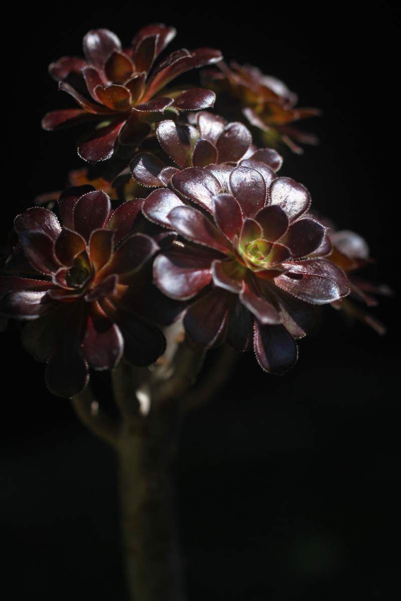 inflorescence, beauty in nature, bunch of flowers, focus on foreground, freshness, 5K, flower head, growth, purple, selective focus, flower, wilted plant