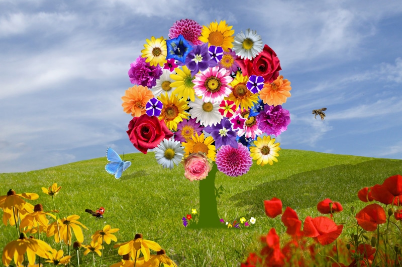 flower head, flower, flowering plant, wild flower, flower meadow, vulnerability, greeting, deciduous tree, red poppy, butterfly, insect, mystical, blue sky