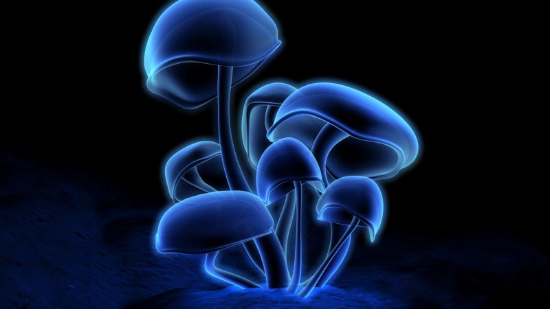 nature, art, Mushrooms, Absract, blue, psychedelic, 1080P, CG, digital