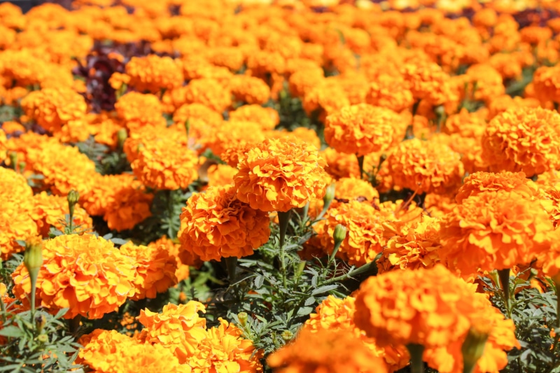 cempasuchil, flowers, nature, mexico, selective focus, day, flower of the dead, day of the dead, flowerbed, clavel chino, marigold, close-up, orange, cempaxochitl