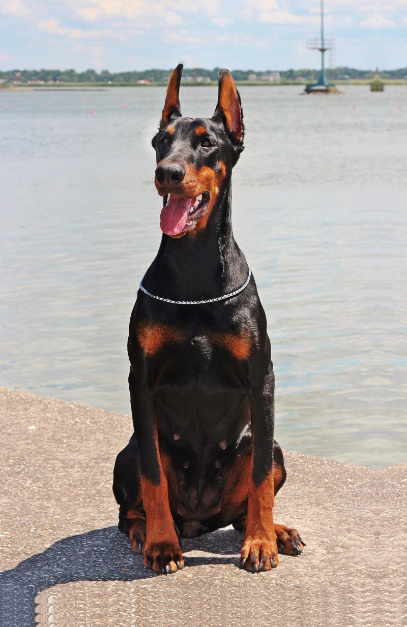 day, land, outdoors, looking, one animal, sitting, 2K, animal, lake, vertebrate, canine, mammal, domestic, mouth open, animal themes, dog, domestic animals