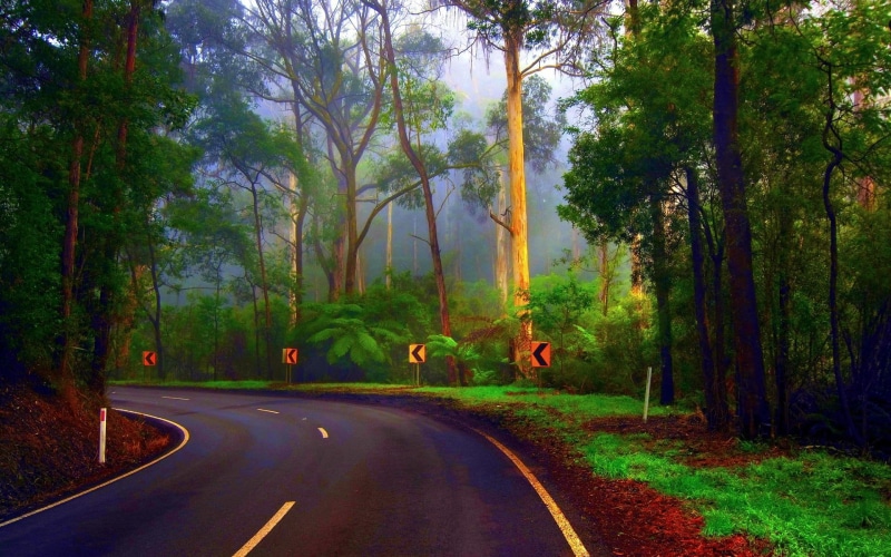 gray, trees, forest, 1080P, concrete, nature and landscapes, turning, green, road