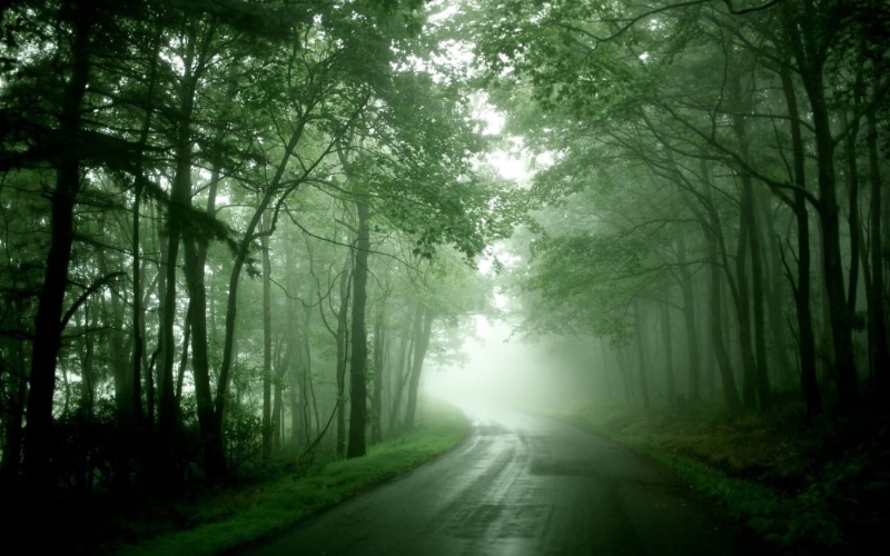 beauty in nature, forest, no people, direction, nature, tranquility, dirt road, fog, leafed, diminishing perspective, green, outdoors, transportation, woodland
