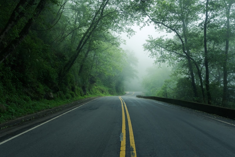 diminishing perspective, mist, asphalt, tree, weather, direction, dividing line, empty road, grey, double yellow line, transportation, route, road marking