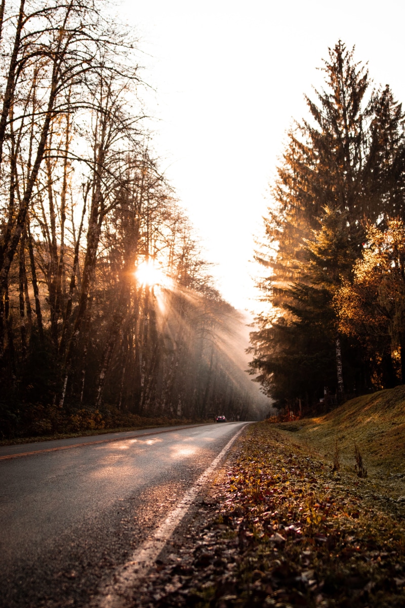 autumn, trees, abies, the way forward, road, surrounded, dirt road, tranquility, plant, flare, non-urban scene, sky, beauty in nature, transportation, outdoors