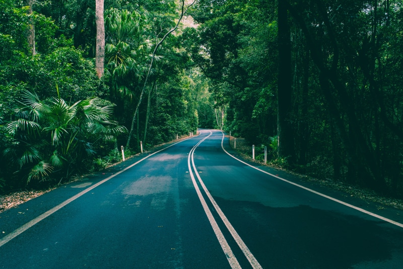 rainforest, vegetation, conifer, dirt road, long, empty road, green color, diminishing perspective, direction, tranquility, trees, flora, marking, 5K