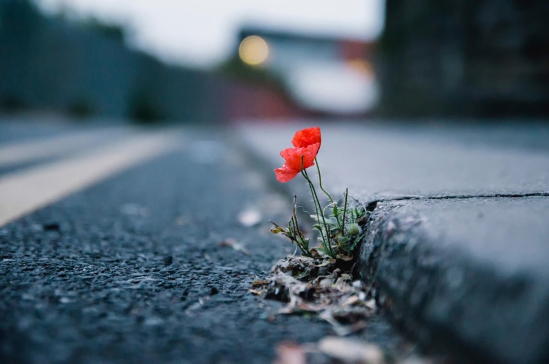 vulnerability, day, transportation, flowers, surface level, plant, flower, street, flowering plant, asphalt, fragility, red flowers, depth of field, outdoors