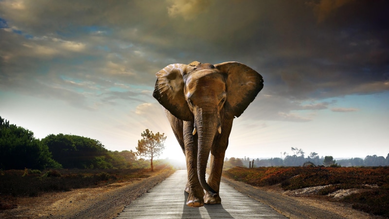 african elephant, asphalt, tree, no people, sunlight, 4K, cloud - sky, outdoors, animal themes, animal trunk, mammal, animal body part, road, nature, herbivorous