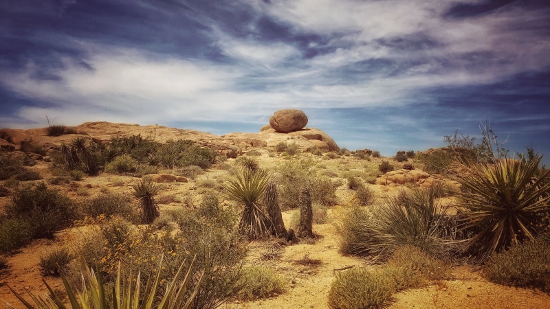 usa, semi-arid, field, road, grass, joshua tree, landscape, palm, beauty in nature, america, flora, rock, arid, daytime, nature, southwest, wilderness