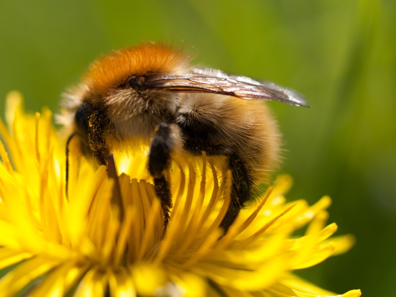 pollen, brown, France, flower, insect, bumblebee, 2K, SLR, vacation, nature, Buais, digital-camera, pollination, bee, digital-slr, Macro, furry, dandelion