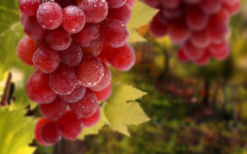 branch, wet, beauty in nature, wellbeing, grape, nature, grapes, crop, season, plant, berry Fruit, macro, fruit, food, close-up, 2K, no People, vine, vineyard