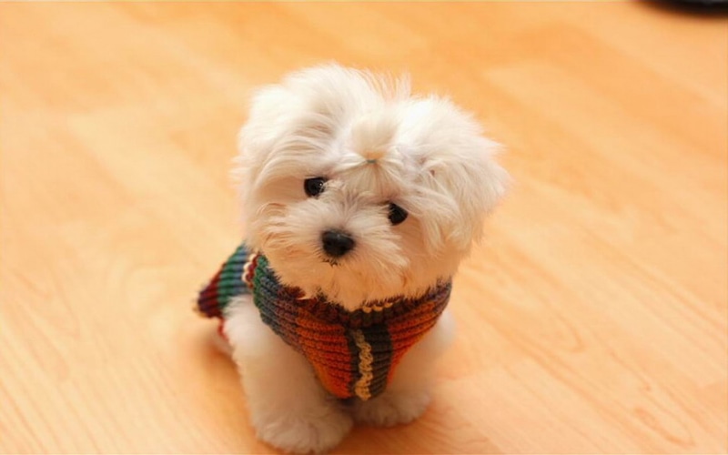 flooring, dog, Animals, maltese, domestic animals, puppy, animal, wood, puppies, young animal, indoors, canine, mammal, pets, small, one animal, dogs, 1080P