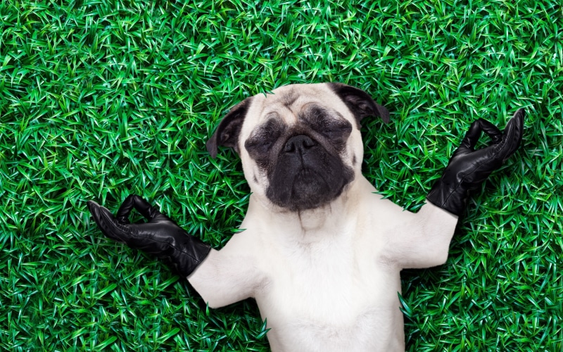 2K, zen, nature, gloves, one animal, Zen puppy, yoga, puppy, lying down, black, domestic animals, lap dog, grass, small, white, pets, summer, vertebrate